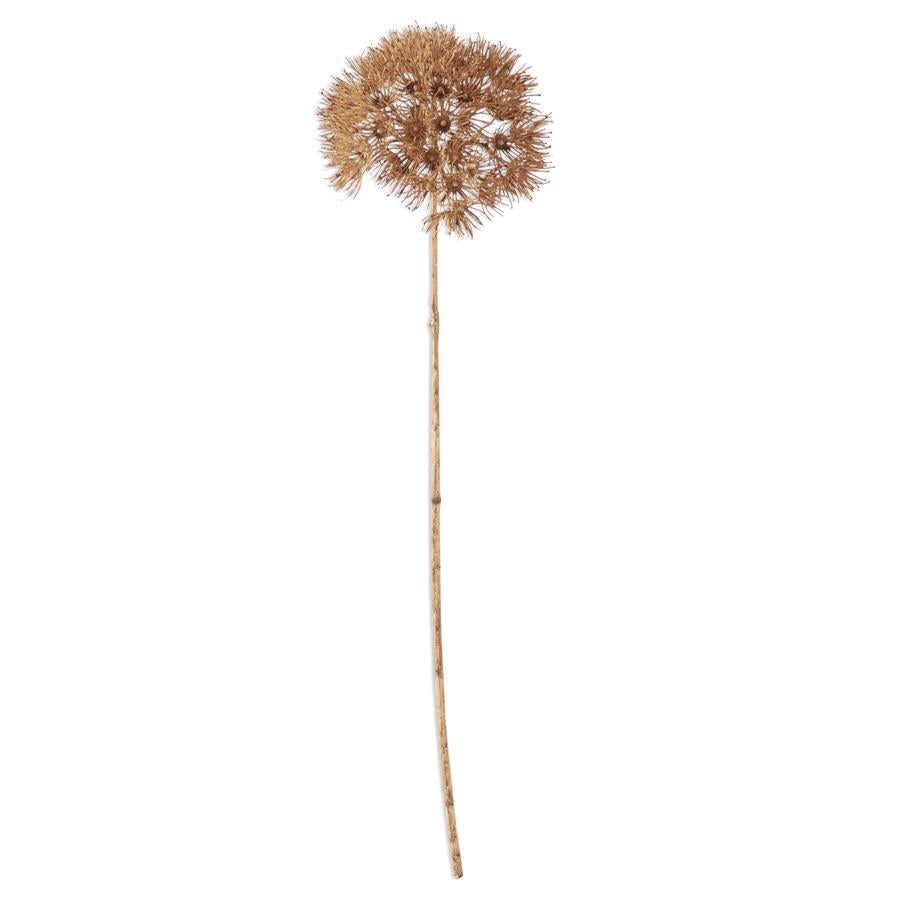 29" Tan Fall Allium Stem