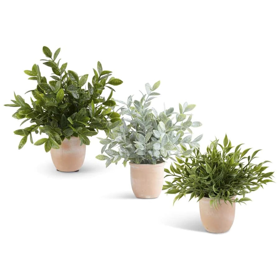 Assorted Herbs in Terracotta Pots