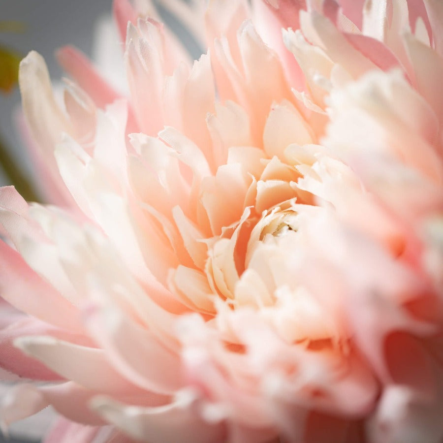 White Pale Pink Dahlia Spray