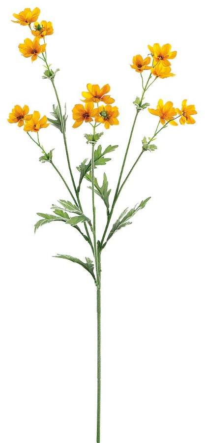 27.5"  Baby Cosmos