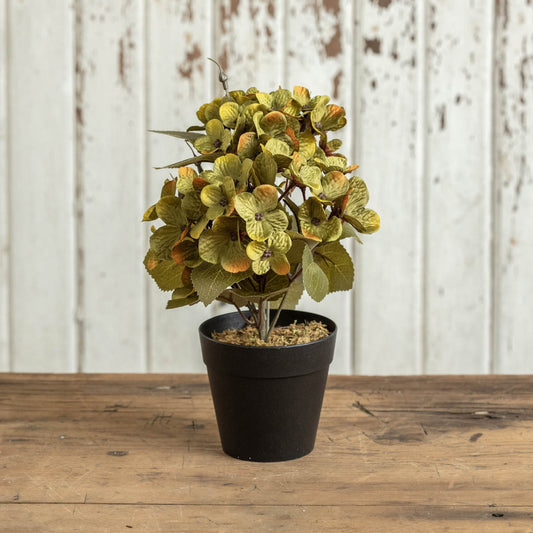 Potted Green Hydrangea