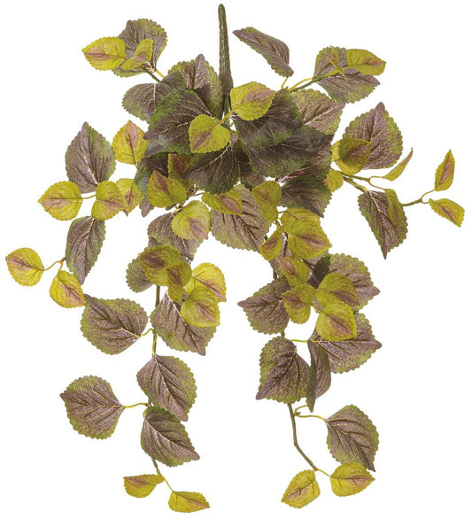 20" Perilla Hanging Bush