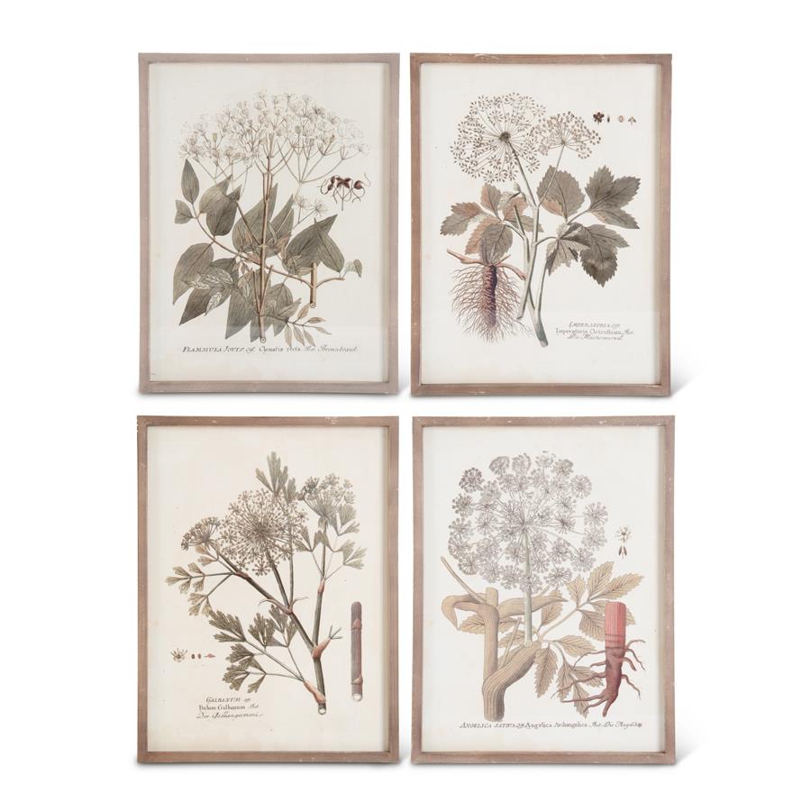 Wood Framed Botanical Prints