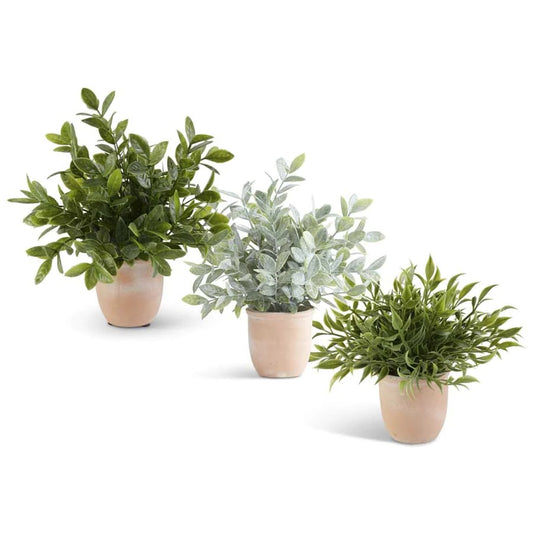 Assorted Herbs in Terracotta Pots