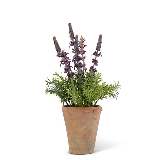 Purple Lavender in Clay Pot