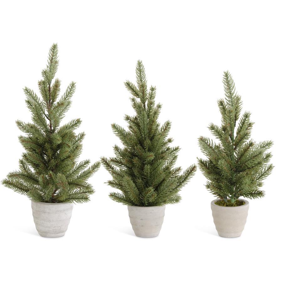 Pine Trees in Gray Cement Pots