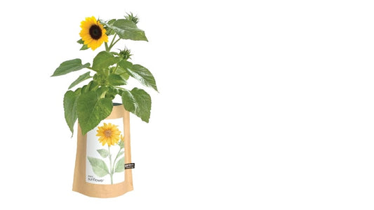 Garden in a Bag | Sunflower