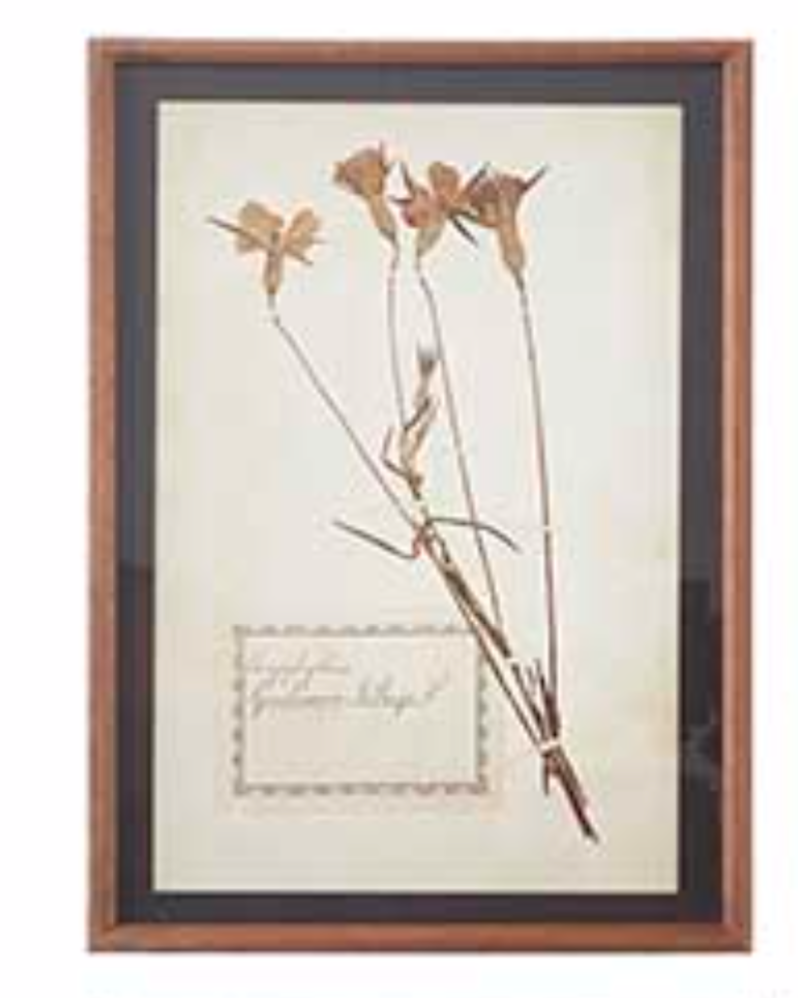 Caryophyllaceae Flower Botanical Framed Picture